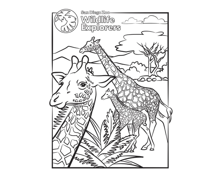 Coloring page giraffe family san diego zoo wildlife explorers