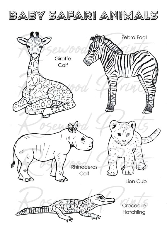 Baby safari animals coloring pages