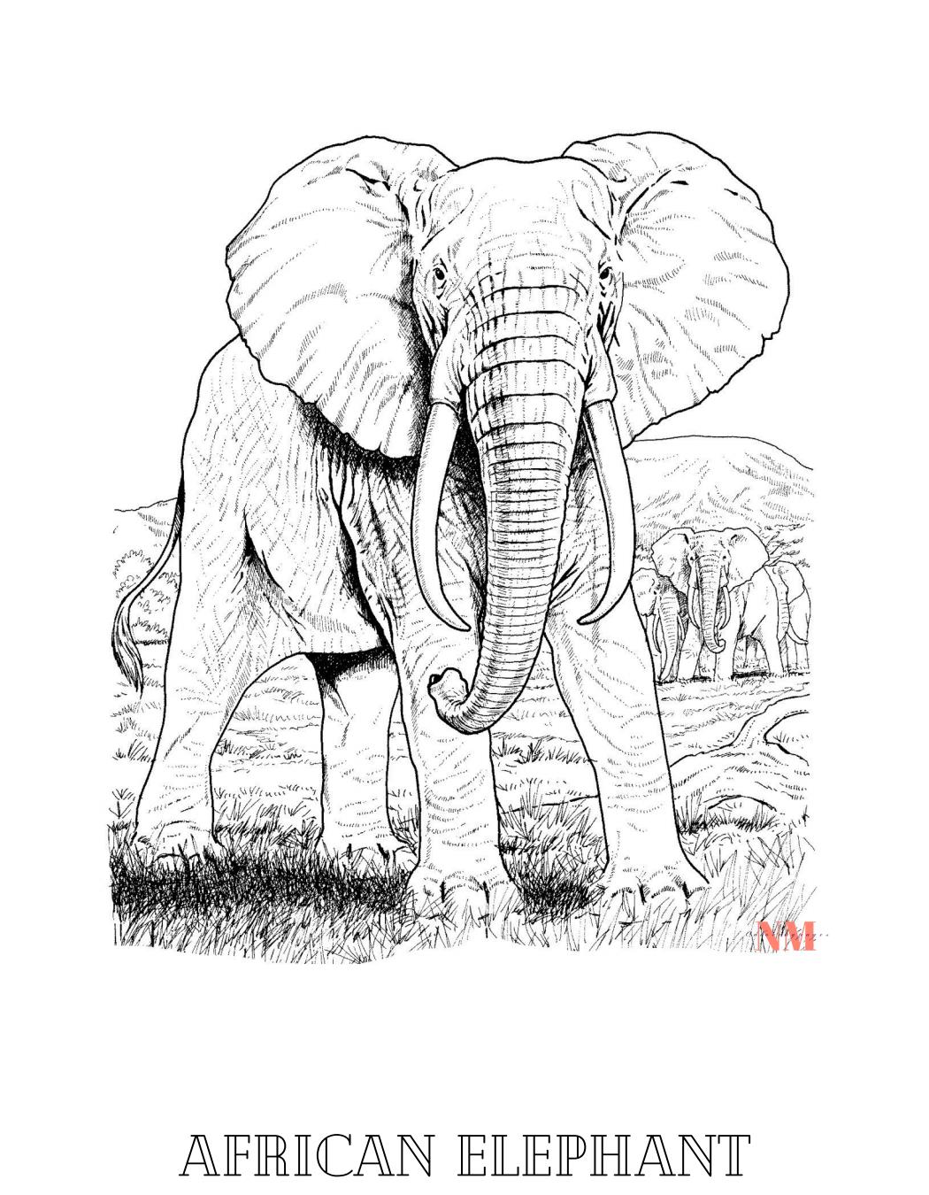 Safari animals coloring pages