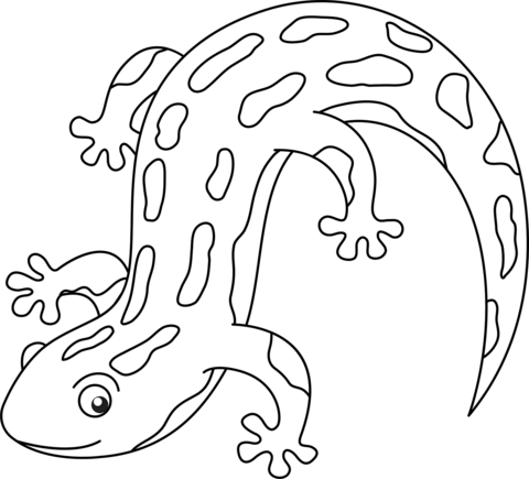 Cute salamander coloring page free printable coloring pages