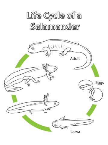 Life cycle of a salamander coloring page free printable coloring pages