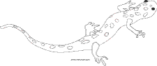 Spotted salamander coloring page