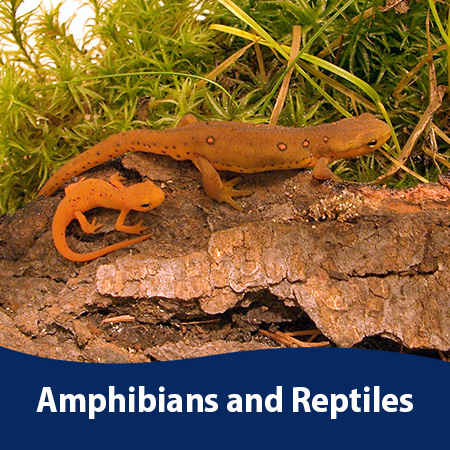 Amphibians reptiles