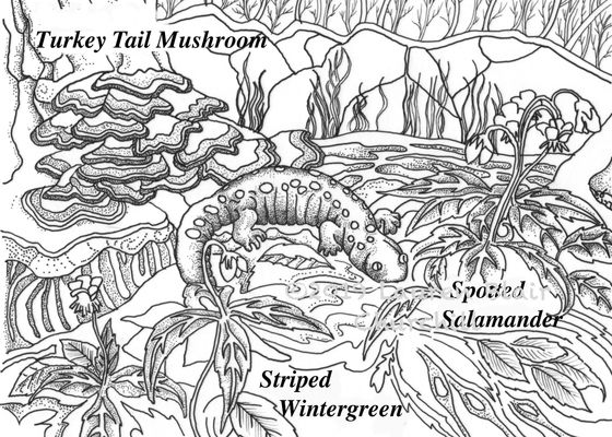 Coloring book fopf