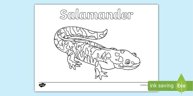 Salamander louring page teacher made