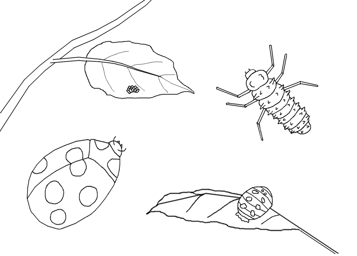 Free life cycle coloring pages