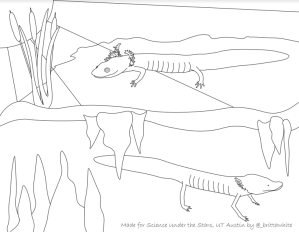 Herpetology science under the stars