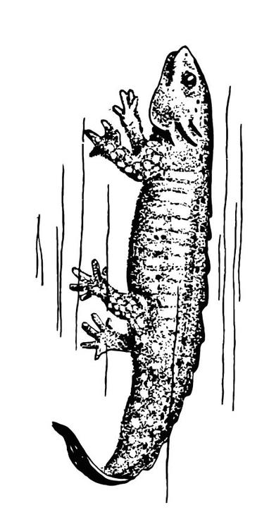 Coloring page salamander