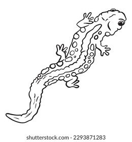Spotted salamander over royalty