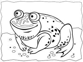 Toads and salamanders coloring pages and printable activities
