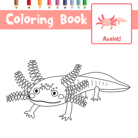 Axolotl coloring book stock photos and images
