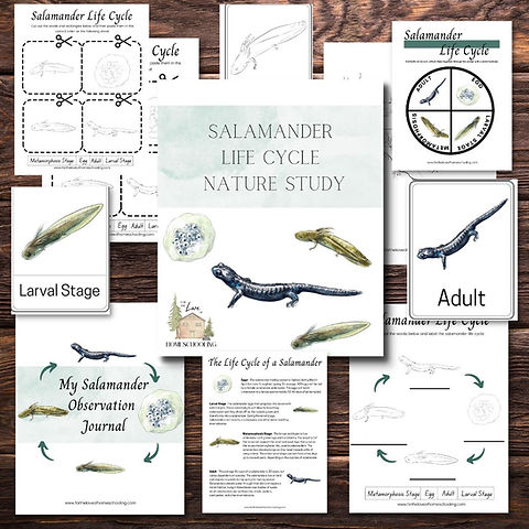 Salamander life cycle nature study ftl of homeschooling