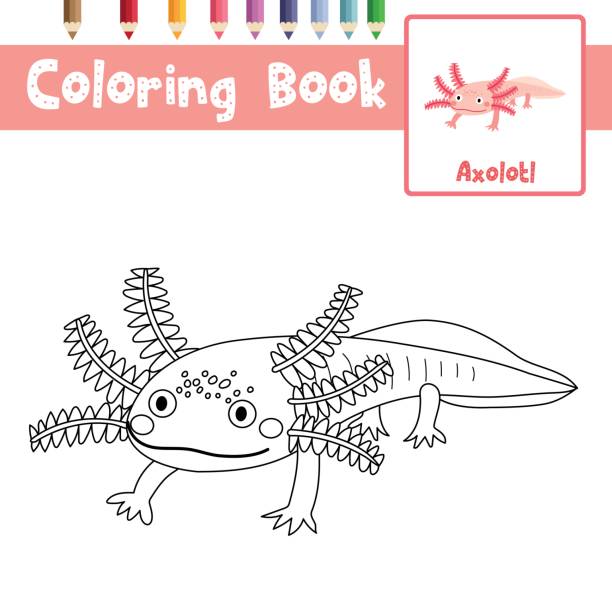 Salamander drawings stock illustrations royalty
