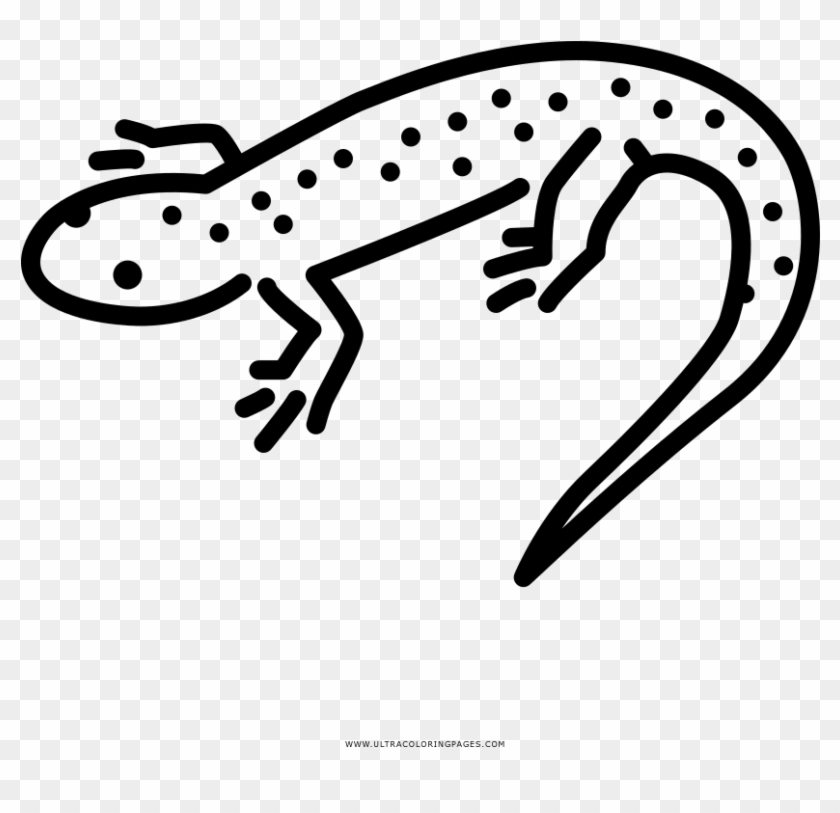 Salamander coloring page