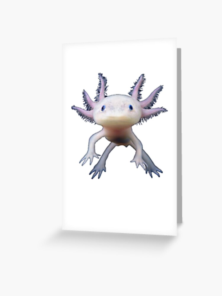 Blue axolotl animal