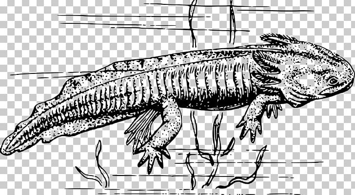Tiger salamander newt axolotl coloring book png clipart amphibian animal animals artwork axolotl free png download