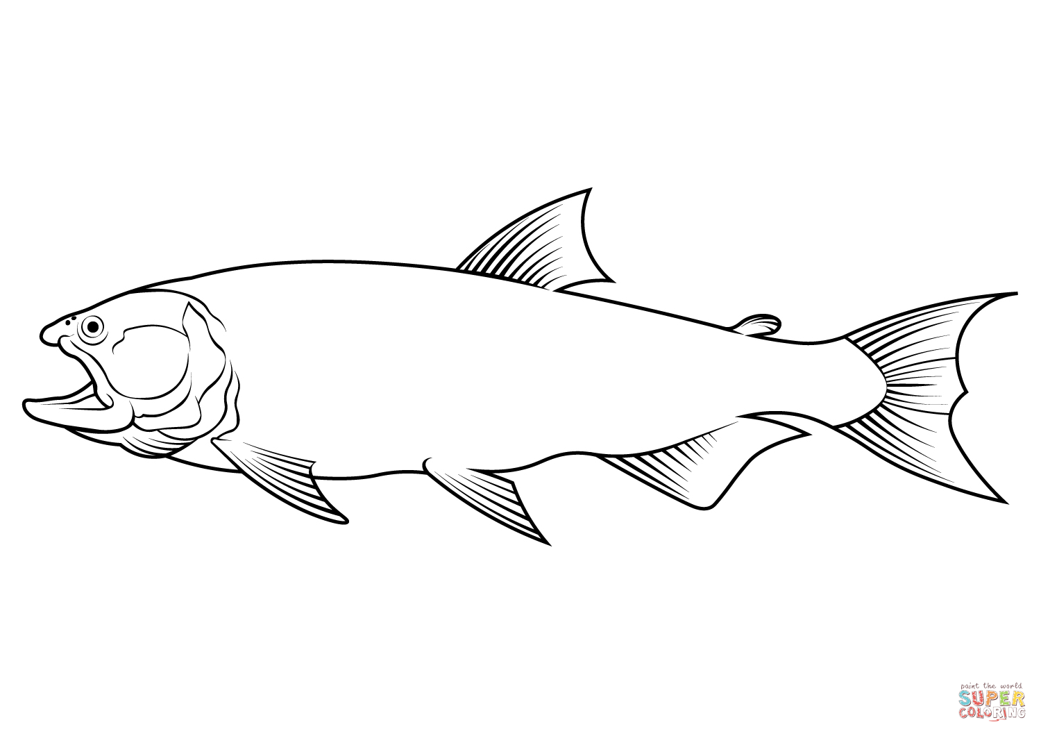 Dourado salminus brasiliensis coloring page free printable coloring pages