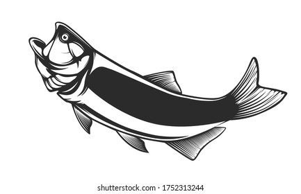 Salminus brasiliensis images stock photos d objects vectors