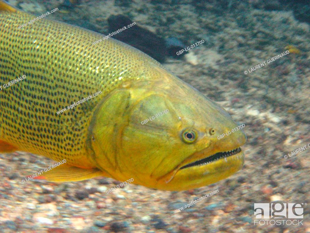 Fish dourado salminus brasiliensis bonito mato grosso do sul brazil stock photo picture and rights managed image pic gbp