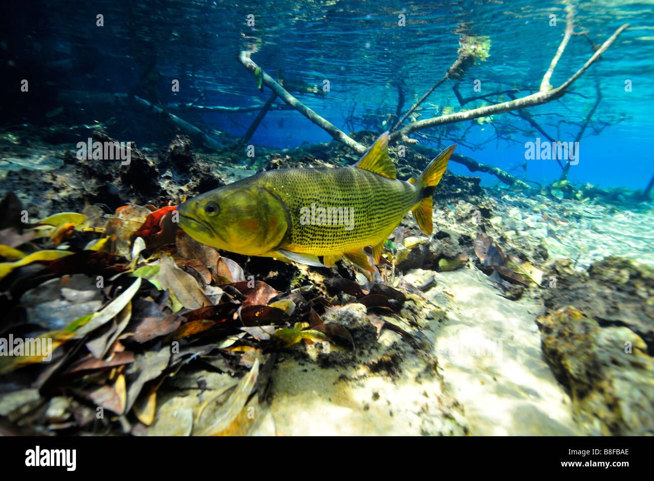 Jaw characin hi