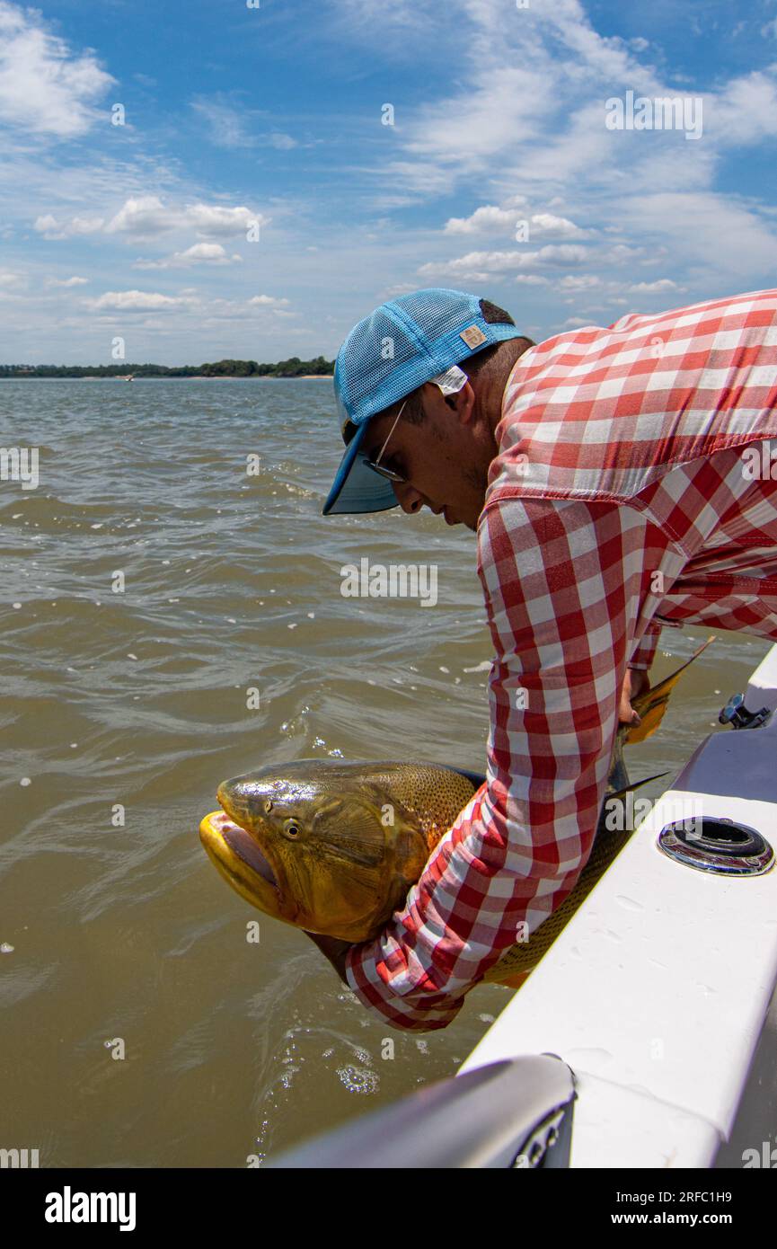 Fisherman holding a golden dorado salminus brasiliensis during a catch and return demo on a fishing day stock photo