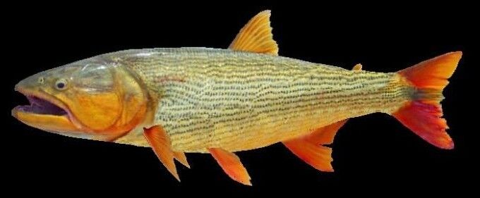 North american dorado sciifii idea wiki