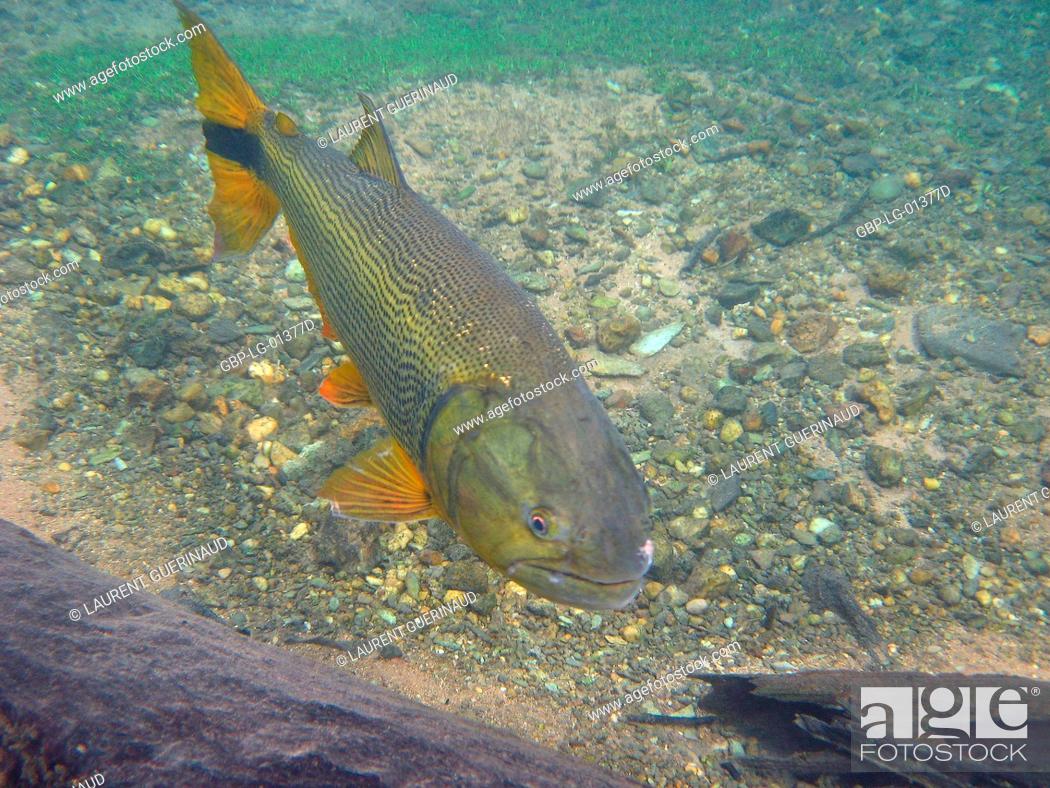Fish dourado salminus brasiliensis bonito mato grosso do sul brazil stock photo picture and rights managed image pic gbp