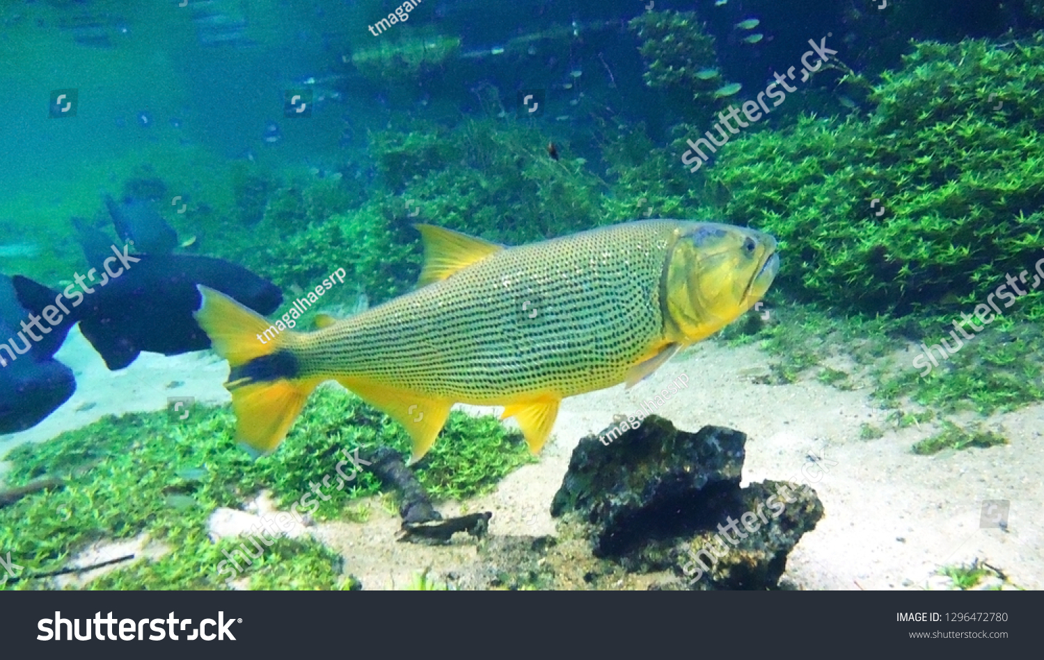Salminus brasiliensis images stock photos d objects vectors