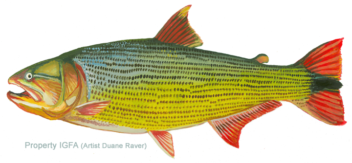 Dorado salminus brasiliensis fish types fish fish pet all fish