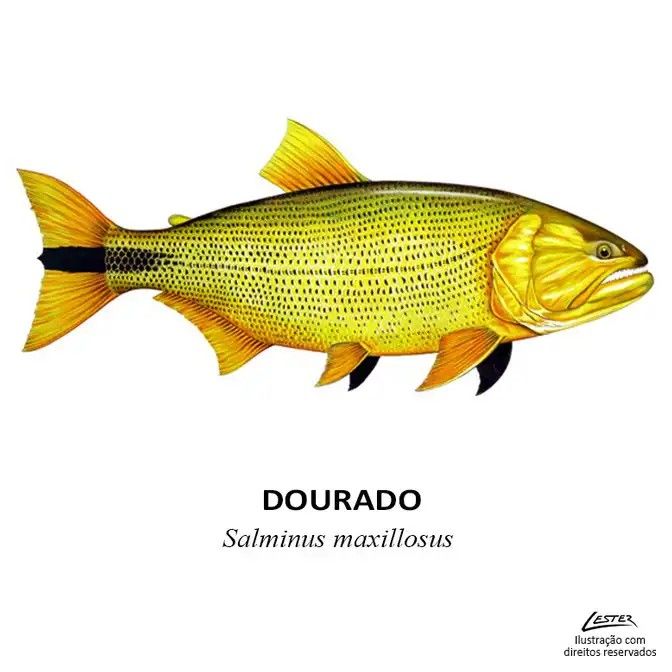 Dourado â salmus maxillosus peixes peixe de ãgua doce espãcies de peixes