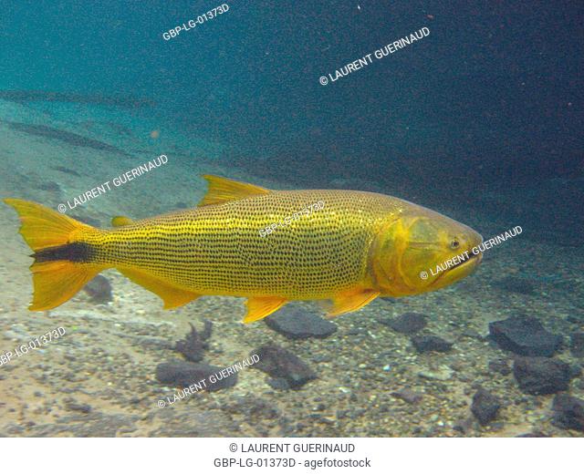 Fish dourado salminus brasiliensis bonito mato grosso do sul brazil stock photo picture and rights managed image pic gbp