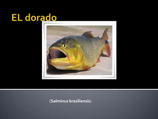 El dorado salminus brasiliensis ppt