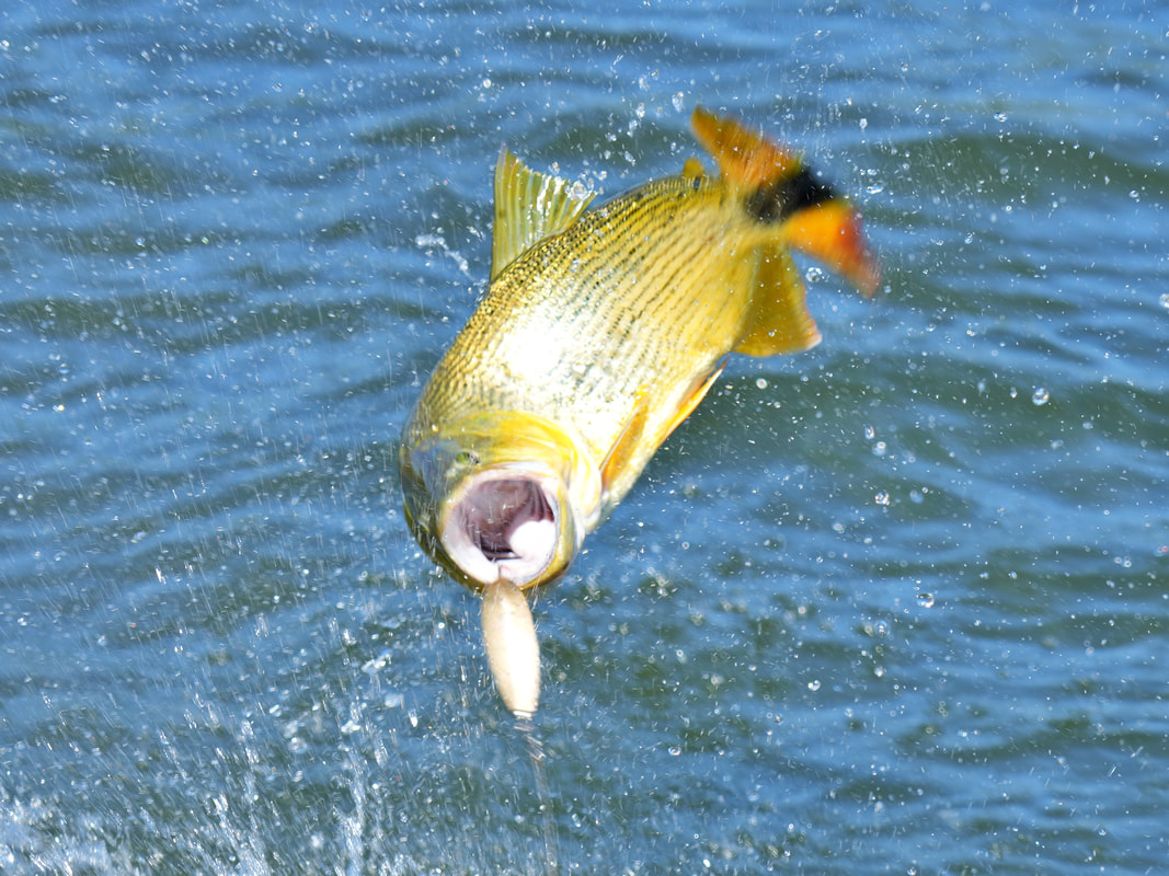 How to catch golden dorado