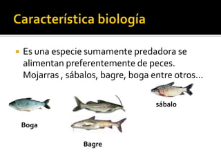 El dorado salminus brasiliensis ppt