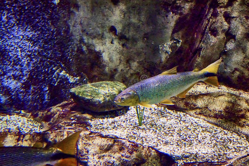 Golden dorado fish stock photos