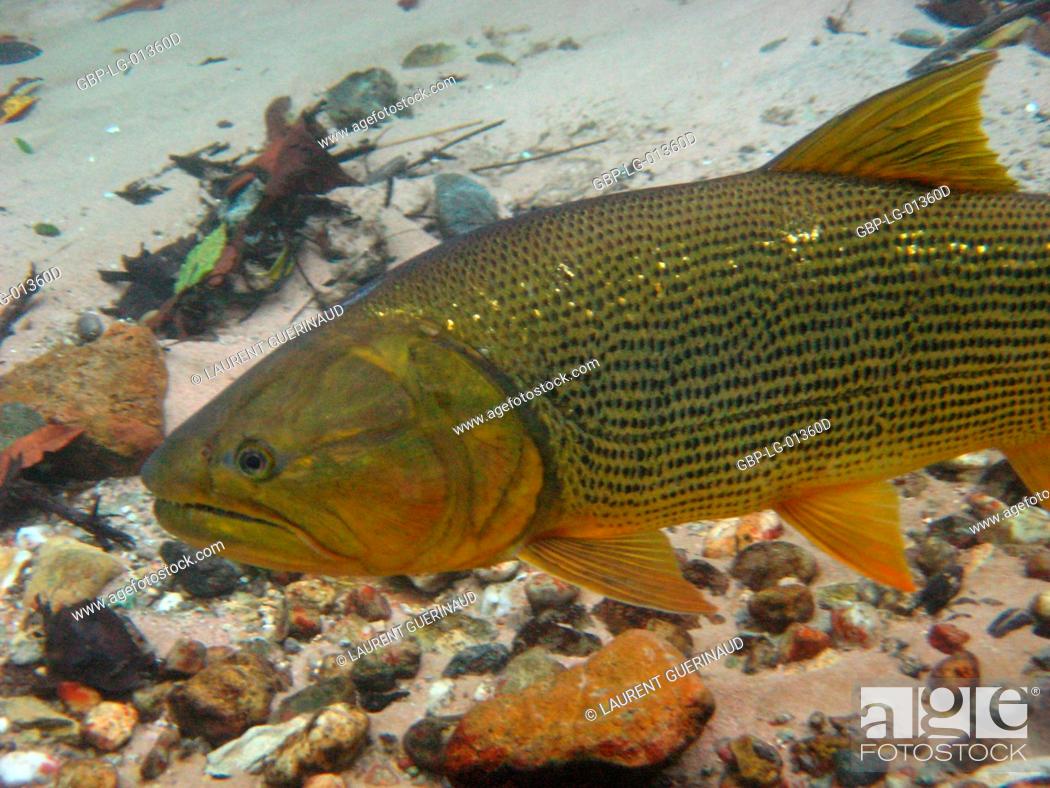 Fish dourado salminus brasiliensis bonito mato grosso do sul brazil stock photo picture and rights managed image pic gbp
