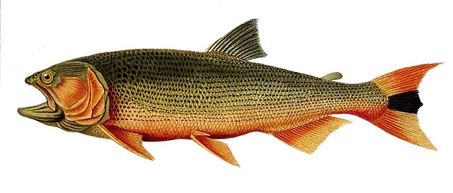 Filesalinus brasilisisjpg