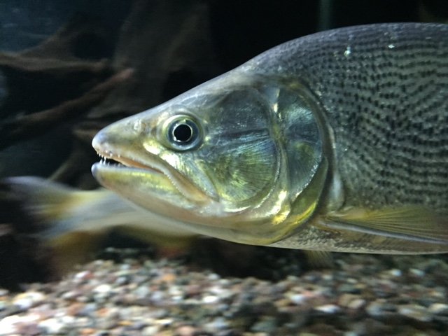 Salminus franciscanus golden dorado