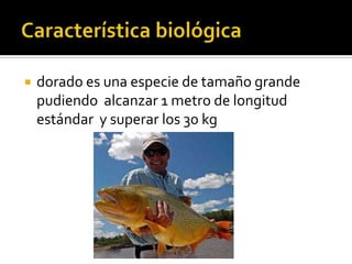 El dorado salminus brasiliensis ppt