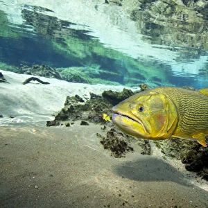 School of bonito sarda orientalis in open water for sale as framed prints photos wall art and photo gifts