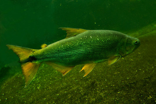 Salminus brasiliensis images â browse photos vectors and video