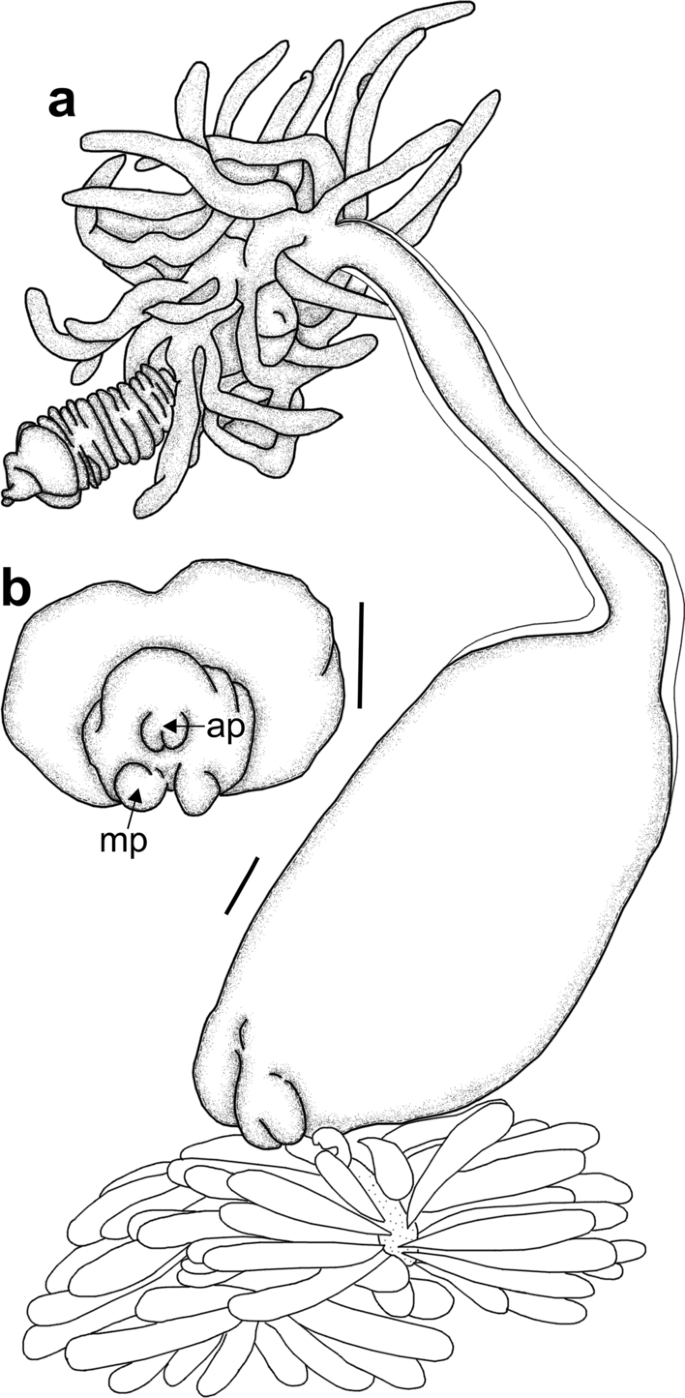 Lophoura kãlliker in gegenbaur kãlliker mãller species copepoda siphonostomatoida sphyriidae off south africa with a key to all valid species