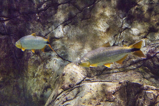 Salminus brasiliensis images â browse photos vectors and video