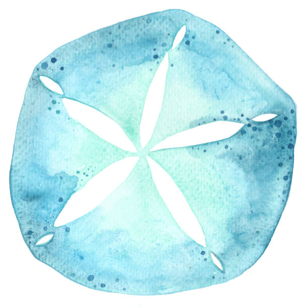 Sand dollar stock illustrations royalty