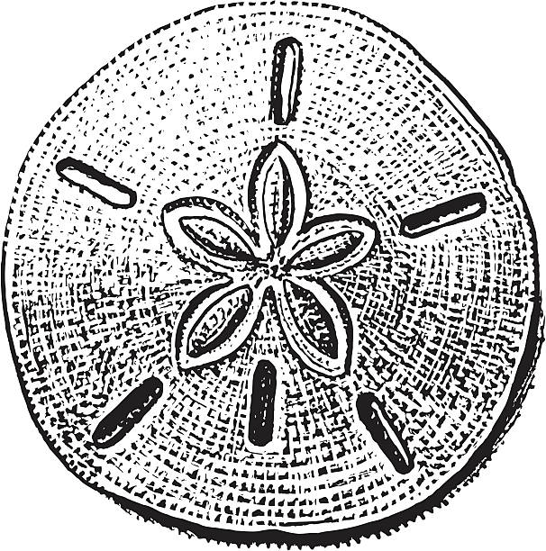 Sand dollar stock illustrations royalty