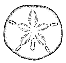 Sand dollars coloring page