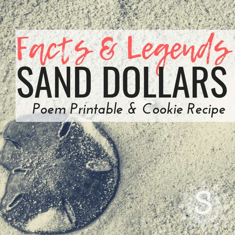 Sand dollar facts and legends mermaid coins religious symbol