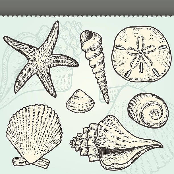 Sand dollar stock illustrations royalty