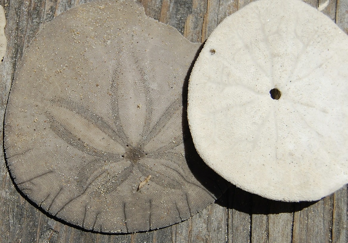 The legend of the sand dollar