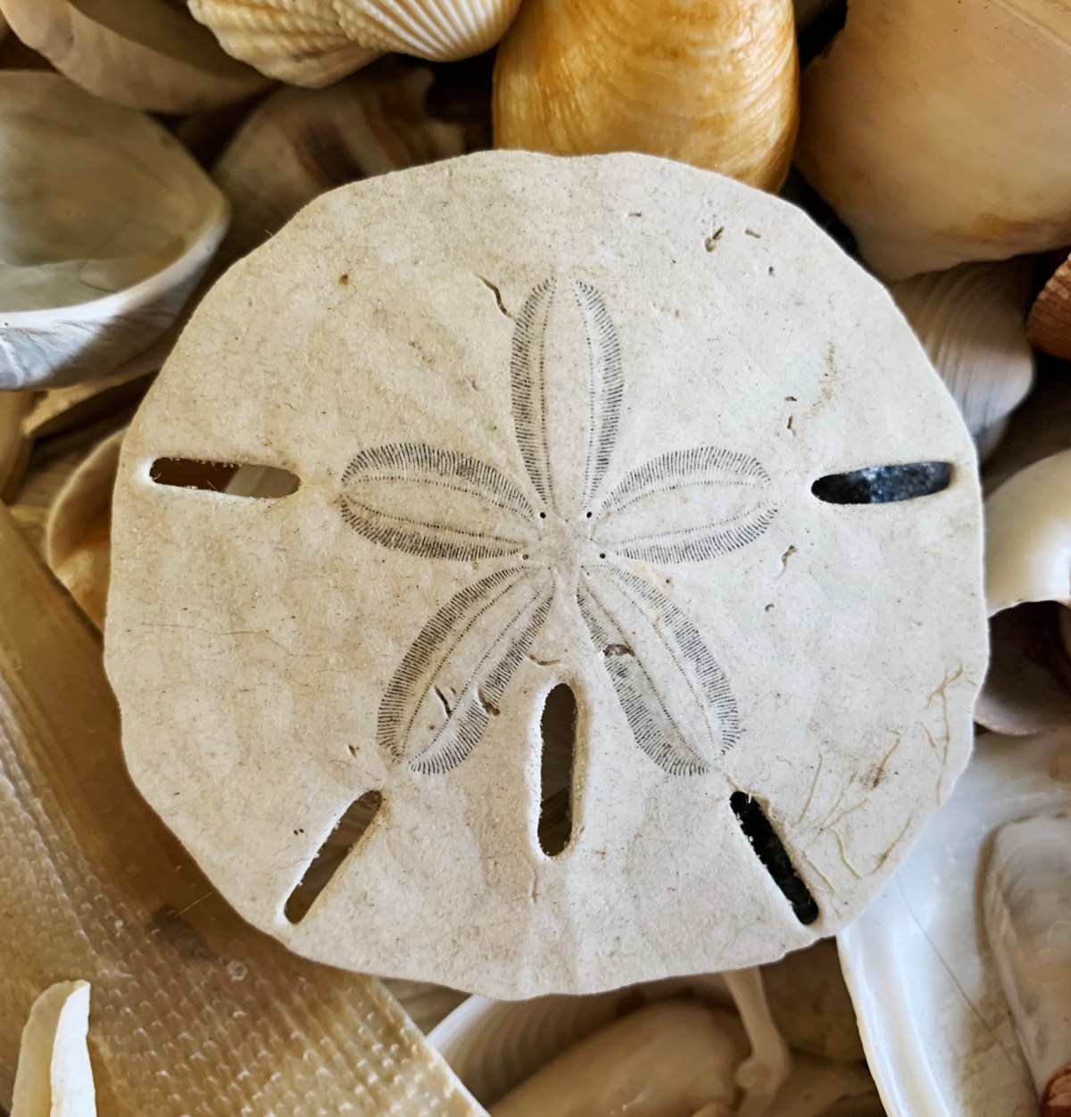 Seashells by millhilltypes of sand dollars